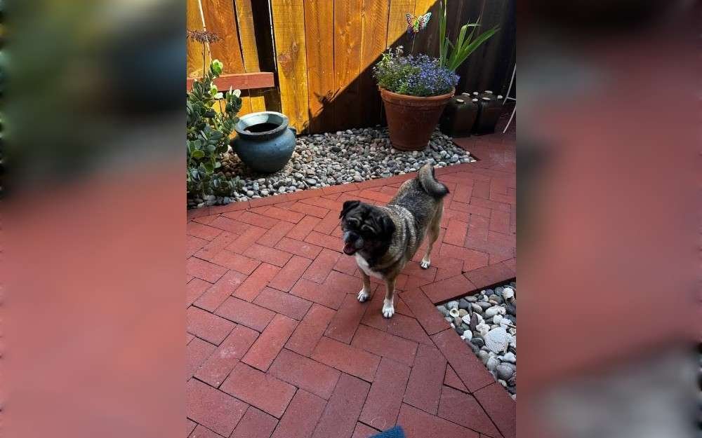 The Shug is a hybrid dog breed that has a Pug father and a German Shepherd mother.The other Shug, called the Pug-Zu, is a hybrid of a Shih Tzu and a Pug.The Shug dog breed is medium in size,playful and active.