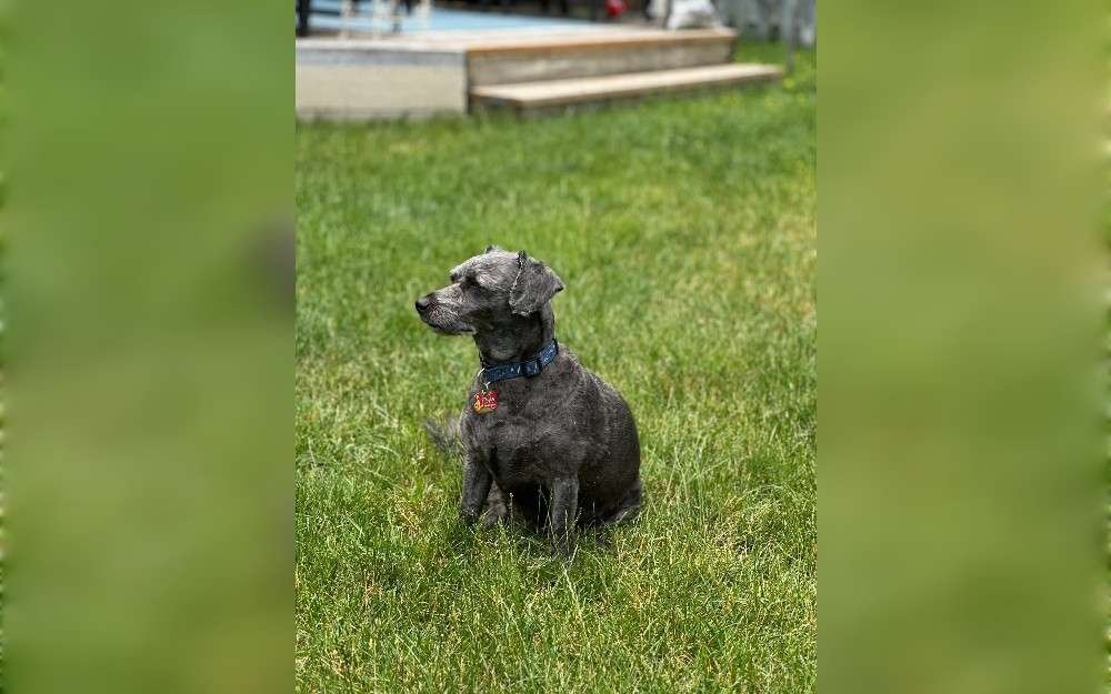 A cross between a corgi and a poodle,called corgipoos also known as corgidoodles.They are 10 to 15 inches tall, 10 to 30 pounds in weight, and lifespan 10 to 18 years old.