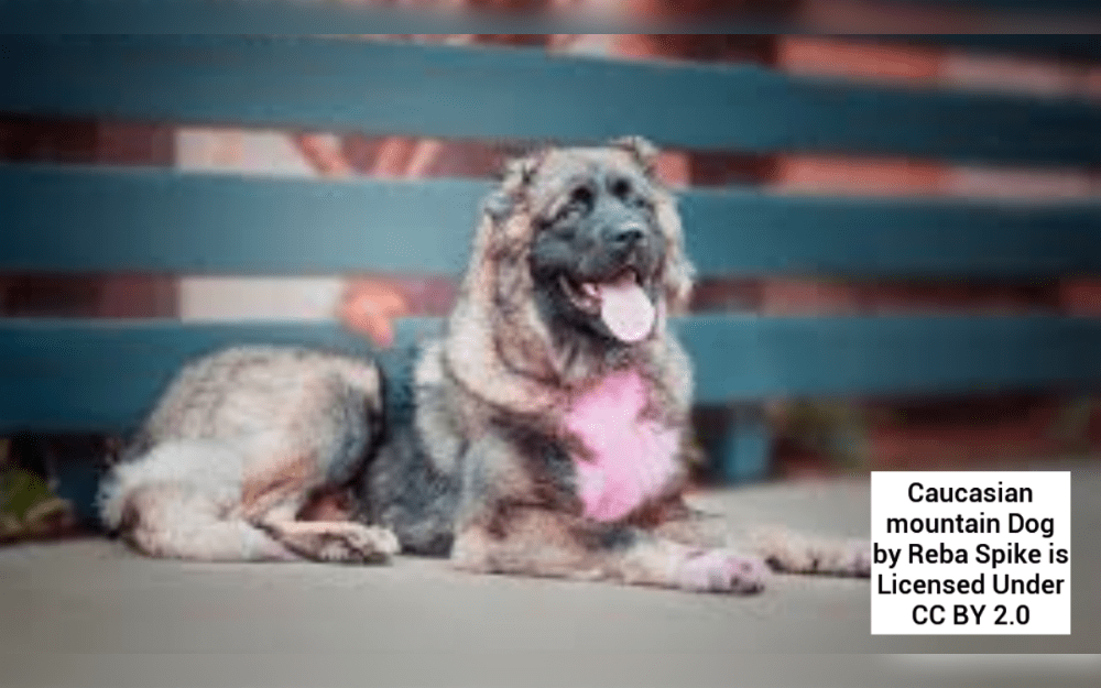 An excellent guard dog known as the Caucasian shepherd or Caucasian Ovcharka Dog.This breed is known for its loyalty and protective temperament.They are big-boned, muscular, and have a thick, medium-length coat.