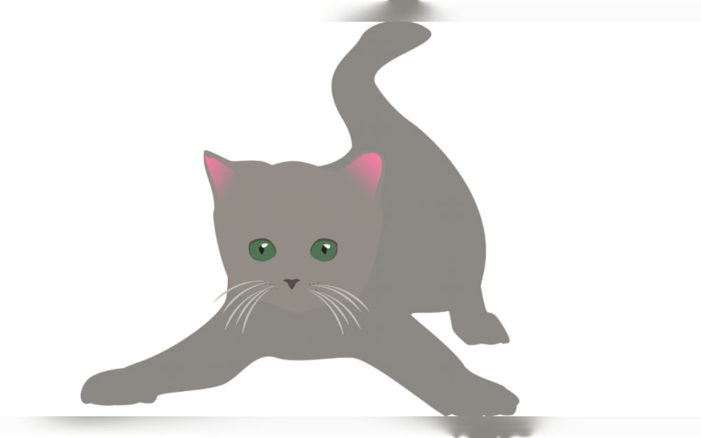 Despite their independent nature, cats may be trained to obey basic orders with a little time and the correct food and treat.According to experts,treats and food are arguably the greatest motivators for cats, and if you have some nutritious cat food on hand, they will pay close attention to you. Plan their mealtime for just after the workout so they will perceive it as a treat.