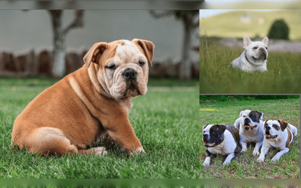 Bulldogs are short, robust dogs with rather loose skin, particularly on the head, neck, and shoulders.Brindle, crimson, fawn, or white with any of the previously stated colours are all possible for the Bulldog. At 31 to 36 cm, the adult Bulldog weighs 23 to 25 kg,Lifespan 8 to 12 years.