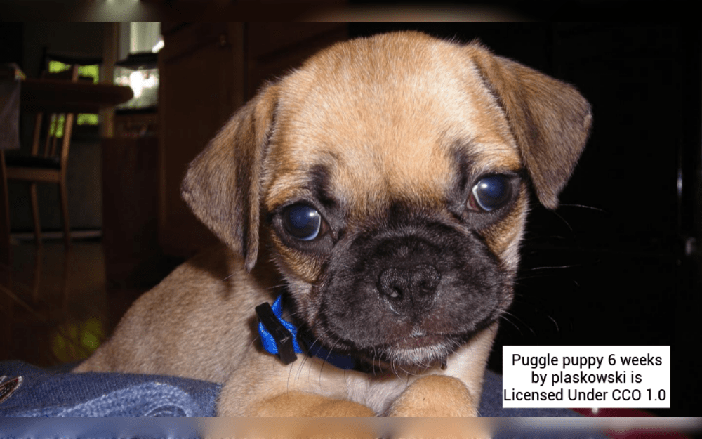 A hybrid cross between the pug and beagle dog breeds is called a puggle.This breed is known for having a playful and friendly temperament.