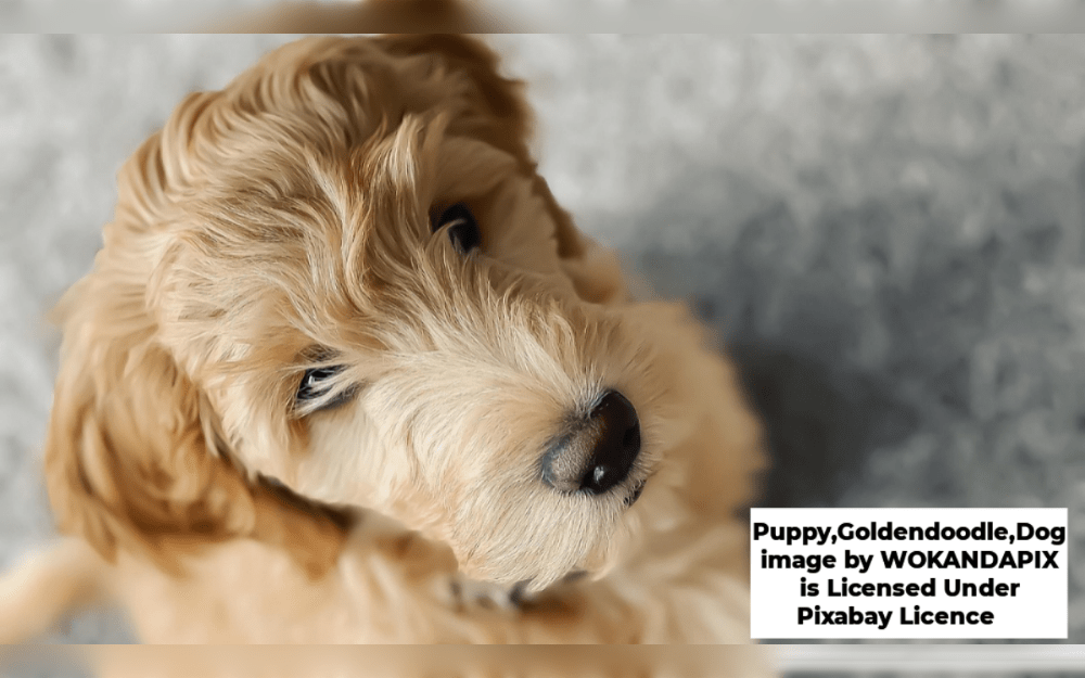 The Goldendoodle is a hybrid between a Standard Poodle and a Golden Retriever.In terms of temperament, personality, and appearance, the Goldendoodle can have any characteristics of the two breeds.