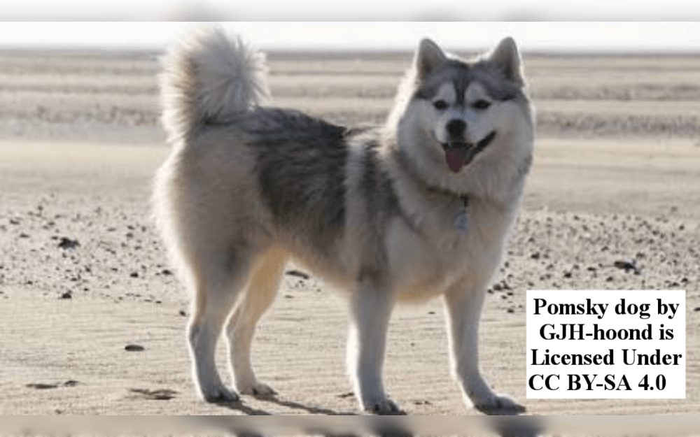 Pomsky, a Pomeranian-Husky designer mix breed are available in different colors, including Black and White, Silver and White, Red and White, Chocolate, Agouti, Sable, Black and Tan, Wolf Grey, White, Black, Dilute Black, Lavender, Merle, Piebald,Brindle