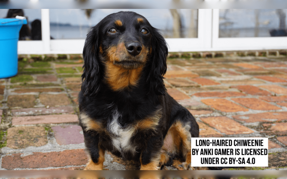 A cross between a Chihuahua and a Dachshund, the Chiweenie is a small breed, sometimes with long, floppy Dachshund ears.