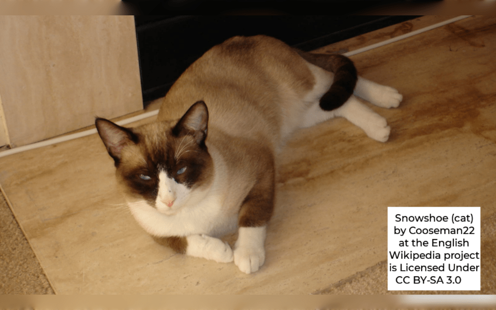 The Snowshoe cat has several colours. Their pointed coats might be seal, blue, chocolate, or lilac, and they may have tortoiseshell, tabby, or bicolor patterns.