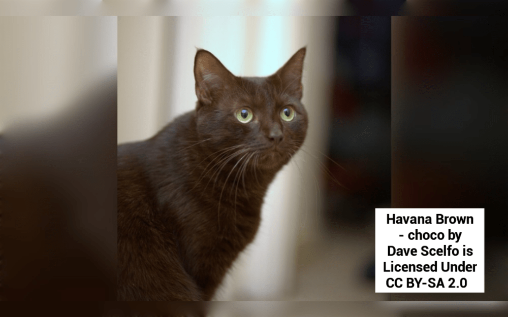 Despite having a brown coat, the Havana Brown cat breed does not have Havana as its origin. Rather, in the 1950s, the Havana Brown was created in England.