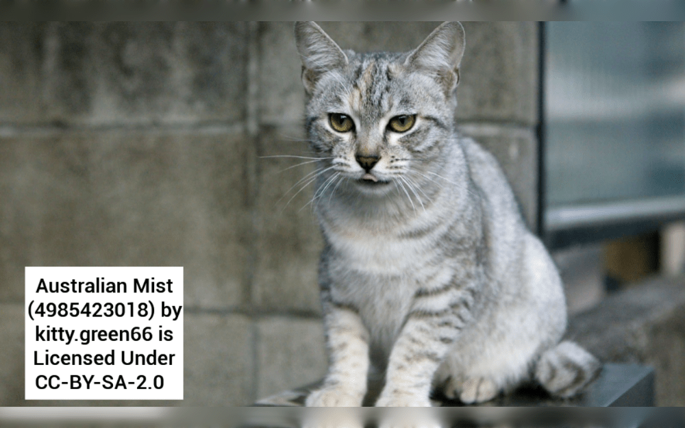 Burmese, Abyssinian, and Australian tabby cats have bred to create the Australian mist cat.Originally created as an indoor cat, this breed is friendly and playful.