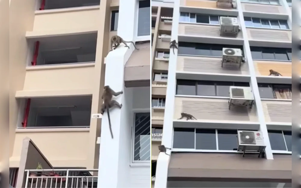 Monkeys have been spotted climbing the walls of a Housing and Development Board (HDB) block. Some monkeys are shown relaxing on the ledges of various flats in a one-minute video that has gone viral online, The NewPaper reports.