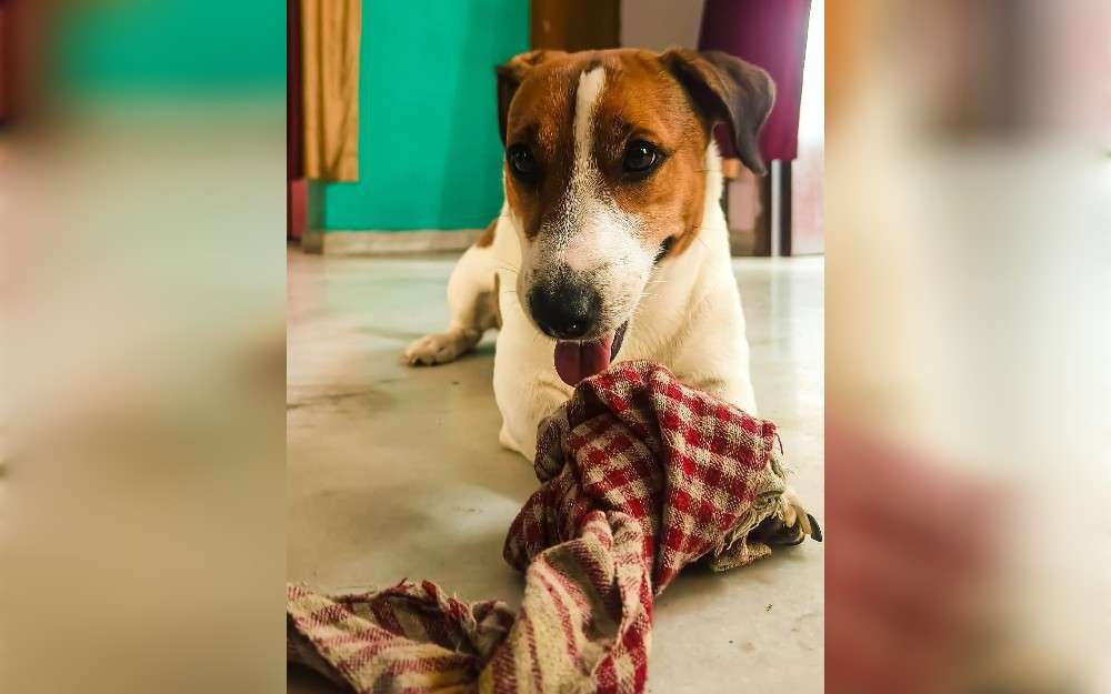 Compact and muscular, the Jack Russell Terrier type is an active dog that never stops 'working'.Known for their terrier narure, such as being hyper active.So,Jack Russell Terriers require a lot of physical activity.