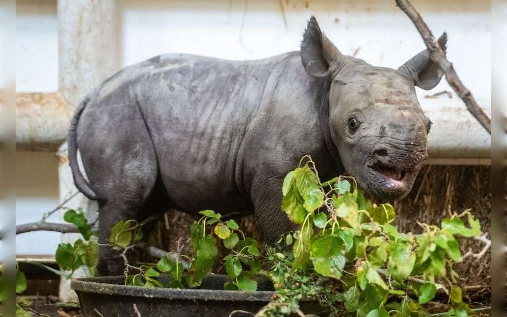On October 10, an extremely endangered rhino made its public debut at a zoo in Cleveland, rushing around its enclosure and boosting the species' chances.
