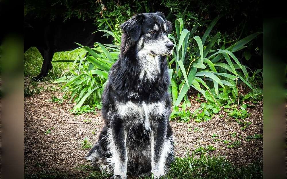 The Siberian Retriever, often known as Goberian, is a medium-to-large breed of dog that may grow up to 25 inches in height, weight 35 to 60 pounds or 16-27 kg for females and 45-70 pounds or 20-32 kg for males, lifespan: 12-14 years.They are also very social and love to be around people.