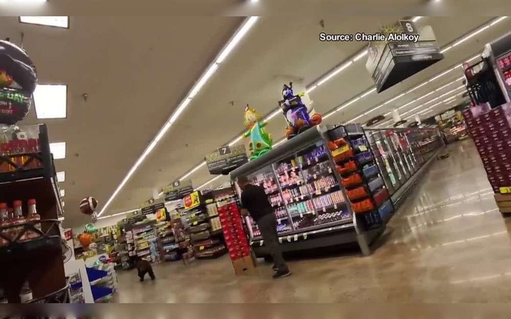 Early on September 29, a bear sneaked into an Oro Valley super market,Pima County,Arizona,United States.According to the Oro Valley Police Department, it took place at about 6:30 a.m. at the Fry's at First and Oracle.