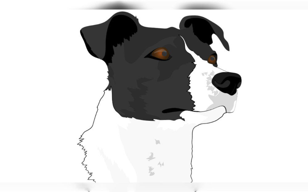 Protein, fats, carbohydrates, vitamins, minerals, and water are all components of a well-balanced dog diet.According to experts,in pet food, fat is the most concentrated source of energy compared to proteins or carbs.