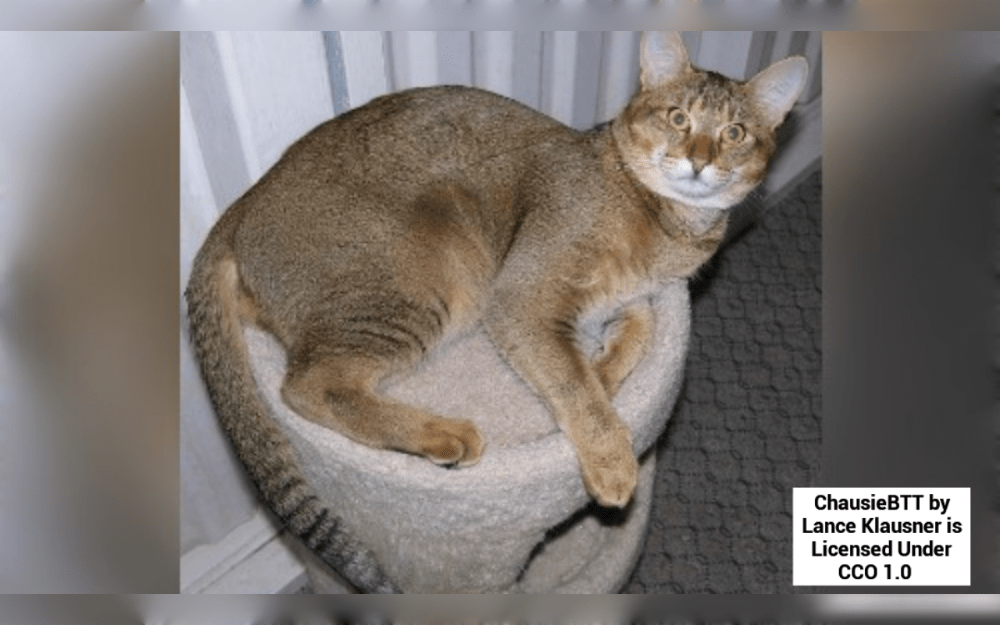 An ancient mix of a domestic cat and wildcat, the Chausie cat originated in Egypt thousands of years ago.The Latin word for for the jungle cat, chaus, is where the name "Chausie" originates.