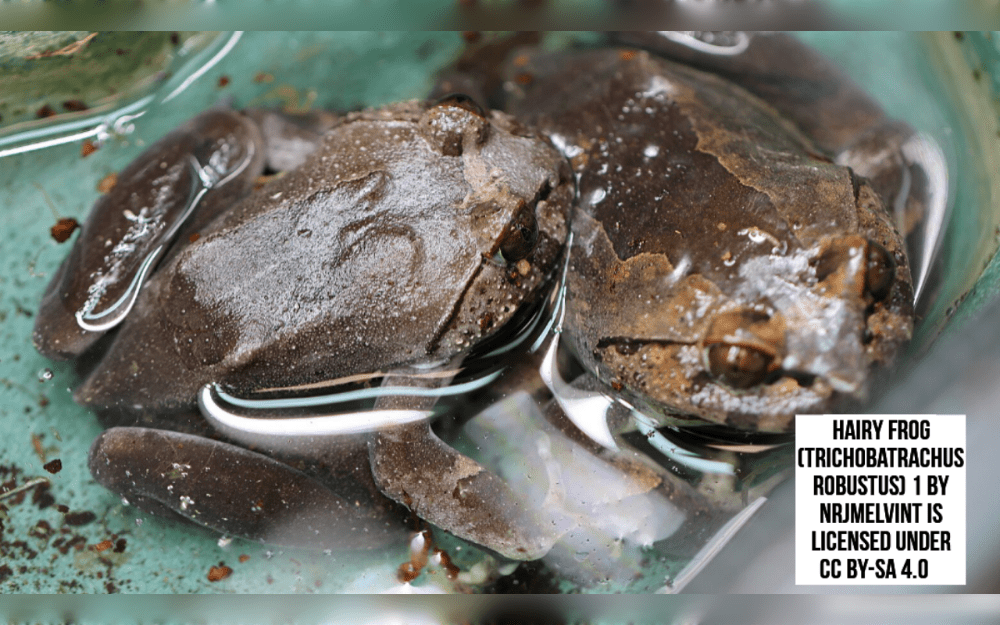 The hairy frog (Trichobatrachus robustus), also referred to as the 'wolverine frog' or 'horror frog,' is perhaps one of the most peculiar and eye-catching creatures on earth found in Central African region.