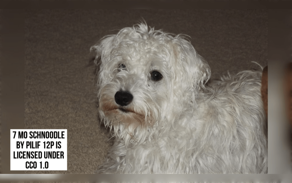 A Schnauzer and a Poodle are crossed to create the designer dog breed Schnoodle.They have a lively attitude, friendly temperament, and intelligence.