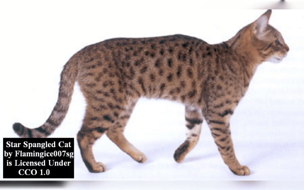 A designer breed, the California Spangled is perfectly created to look like a small leopard by breeding many popular breeds like Abyssinian,Siamese,British and American shorthairs.