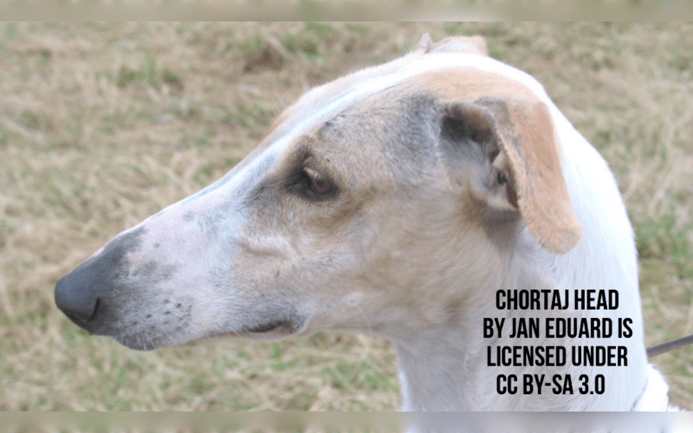 The Chortai greyhound or Chortaj is a Ukrainian breed.They may reach amazing speeds when chasing their prey because of their deep chest and long, slender legs.