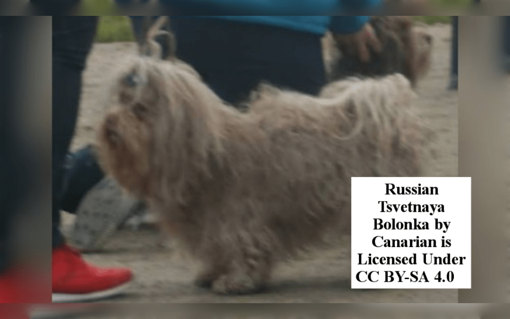 A cute, curious, intelligent, and active breed is the Russian Tsvetnaya Bolonka. These small dogs make ideal family pets.Their height male 9 to 11 inches, female 7 to 9 inches, weight male 8 to 11 pounds or 3.5 to 5 kg, female 5 to 9 pounds or 2 to 4 kg ,average lifespan 12 to 15 years.