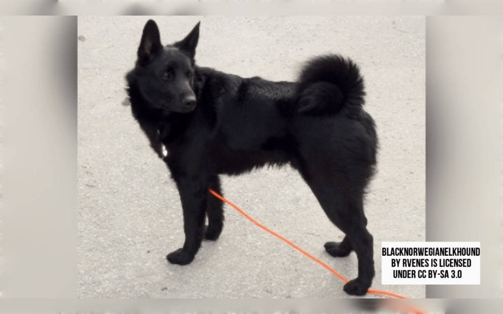The national dog of Norway is the Black Norwegian Elkhound, also known as Norsk Elghund. Large and small game animals have historically been tracked and bayed by the ancient breed Norwegian Elkhound.