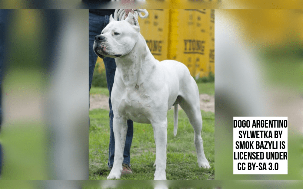 The Dogo Argentino is a breed that originated in Argentina and is large, powerful, and strong.They are robust and have a short, white coat.
