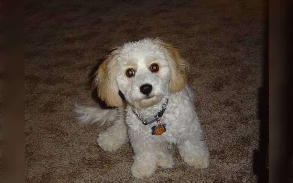 A Bichon Frise and a Cavalier King Charles Spaniel were crossed to create a small designer dog breed known as the Cavachon.Cavachons are loyal, and cute pets who stand out for their distinctive looks.