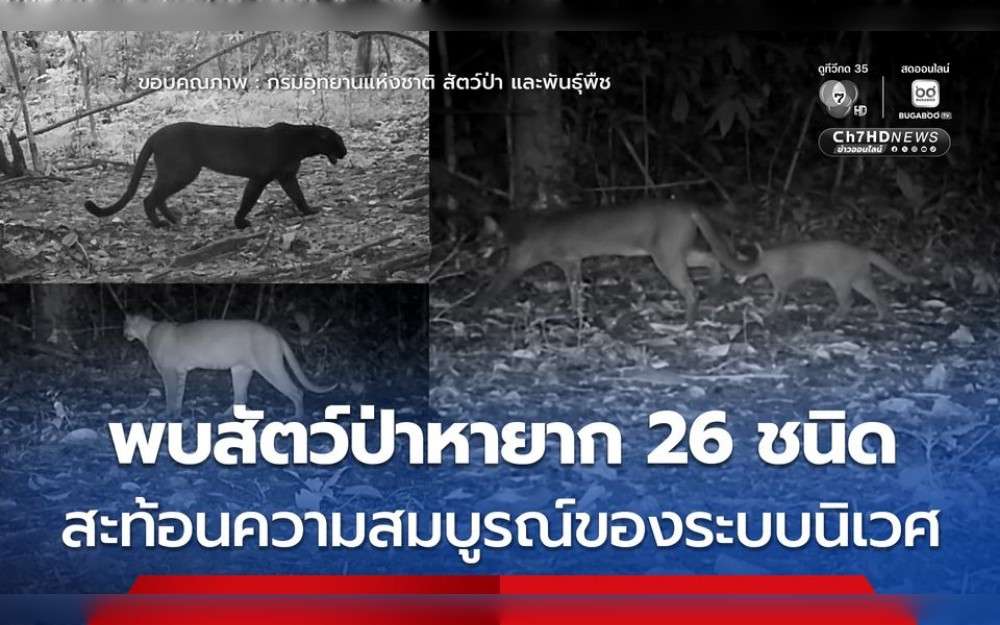 The findings of the most recent wildlife camera trap inspection were made public in Thailand's Kaeng Krachan National Park, an UNESCO World Heritage Site. There were 26 rare wildlife species found, such as gorals, clouded leopards, and black leopards.