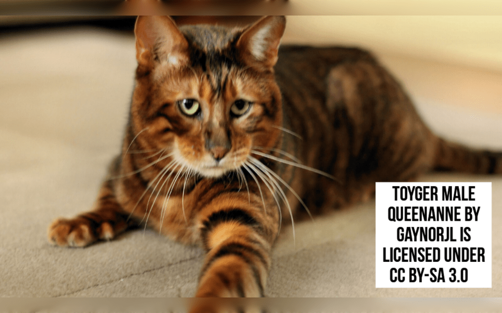 The toyger or toy tiger, is a medium-sized, rare short-haired cat with tiger stripes.Toyger cats were developed in the late 1980s by breeder Judy Sugden in California by crossing Bengal cats with tabby-marked domestic shorthair breeds.