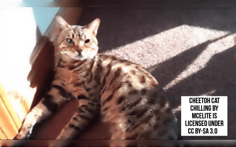 In 2003, a new hybrid breed of cat was developed in the United States by Carol Drymon named Cheetoh.This attractive cat, which is crossed between Bengal and the Ocicat, is well-known for its energetic,active personality.