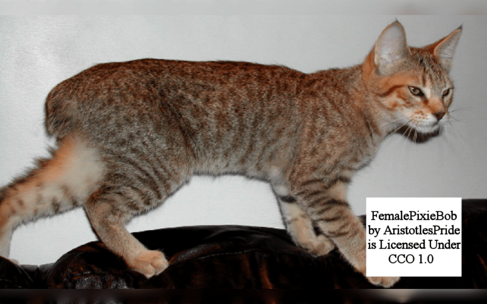 The Pixie-bob is a medium-sized to large-sized, brawny, muscular cat breed that resemble miniature version of wild Coastal Red Bobcat found in the Pacific Northwest's highlands.They stand out by their tufted ears, spotted coat, and bobbed tail.