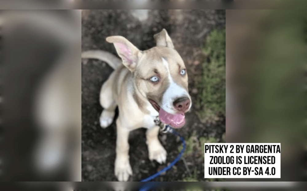 Pitbull and husky crossbreeds are known as husky-pitbull mixes or Pitsky.This cross breed are quite active, just like its original breeds.