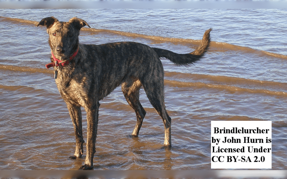 Lurcher is a cross between a terrier and a sighthound greyhound.The Lurcher is breed for intellect, tenacity, speed, and hunting abilities.