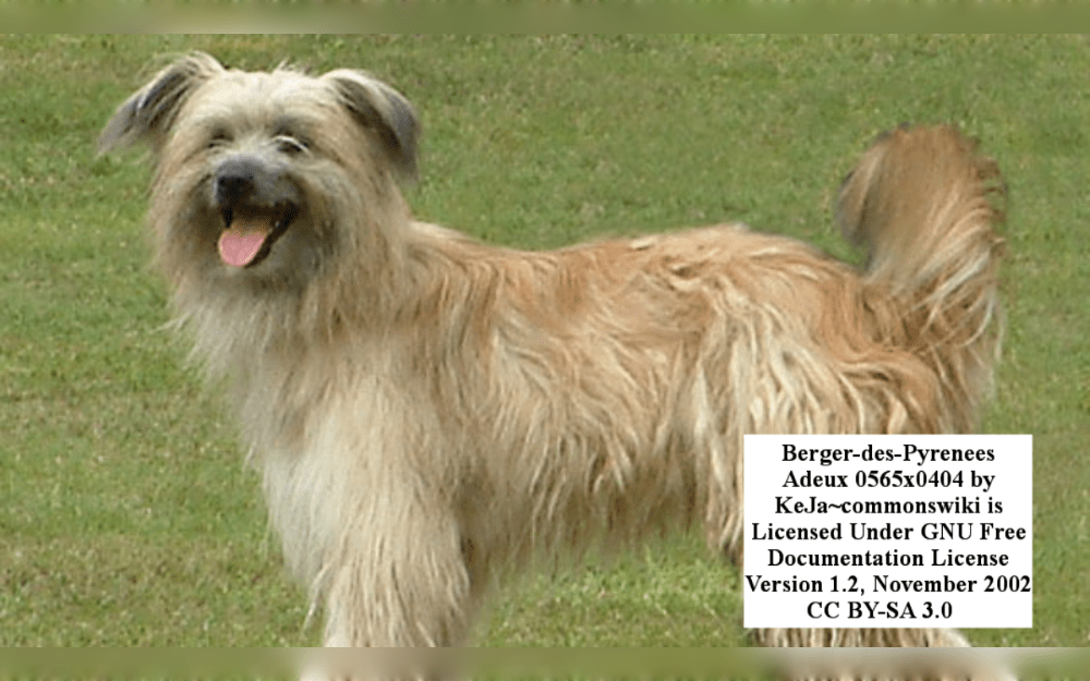 The Pyrenean Shepherd is a robust dog with a short, slender frame and a distinctive triangular head that was first bred to herd sheep in the French Pyrenees Mountains. 