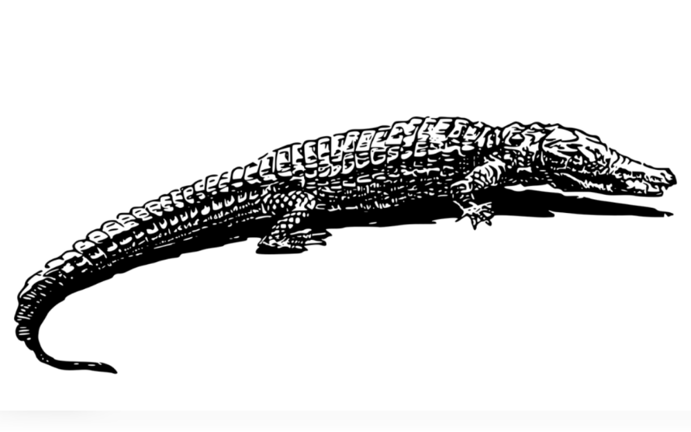 Several people have reported spotting a small alligator in the water along the Charles River Esplanade, Boston, Massachusetts, US,earlier this week.