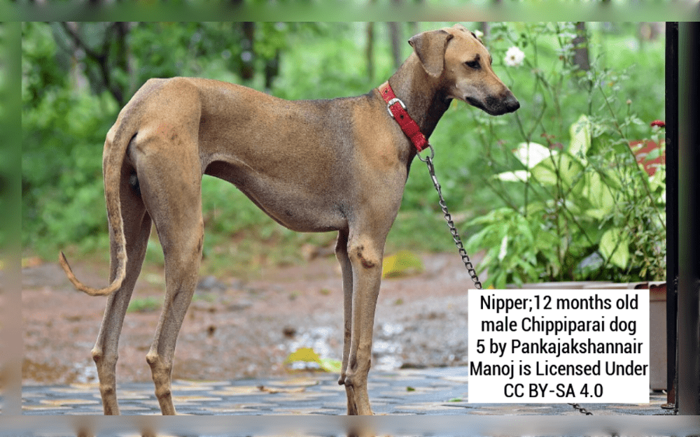 The South Indian state of Tamil Nadu is home to the Chippiparai dog breed. is primarily found in the regions of Tirunelveli, Thenkasi, Thoothukudi, and Madurai.They were strong and graceful hunters due to their athletic and slender bodies.