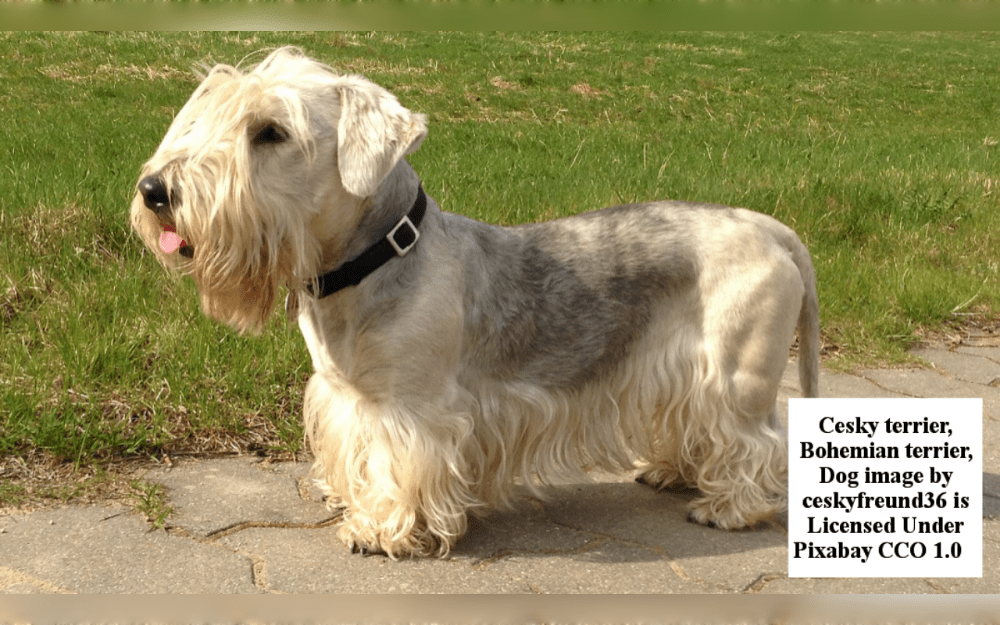 Scottish Terriers and Sealyhams were crossed to create the Cesky Terrier. It's a relatively new breed.Most of a cesky coat is made up of long, slightly wavy coat that falls long over the eyes, around the bottom of the head, under the stomach, and around the legs.