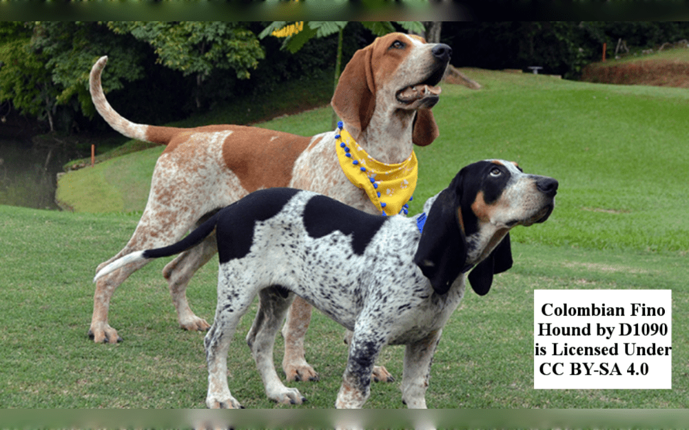 Colombian Fino Hounds or Sabueso Fino Colombiano is a breed of hunting dog originated in Colombia and is well-known for its keen sense of smell and tracking skills.