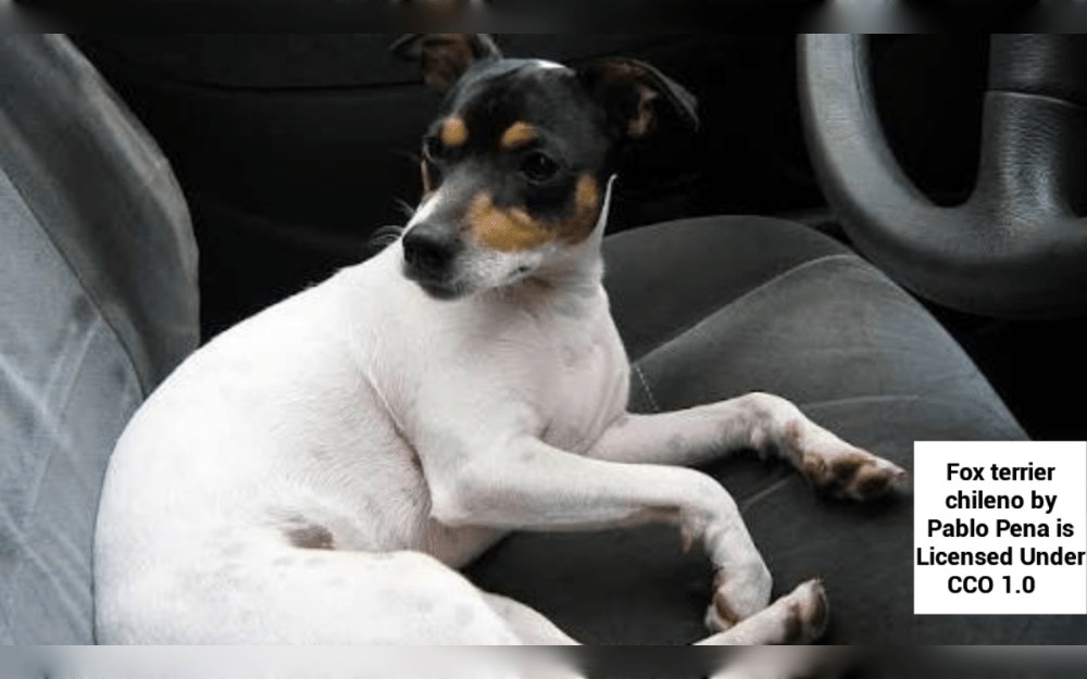 The Smooth Fox Terrier and the Ratonero Bodeguero Andaluz crossed to create the dog breed in Chile, the Chilean Fox Terrier.