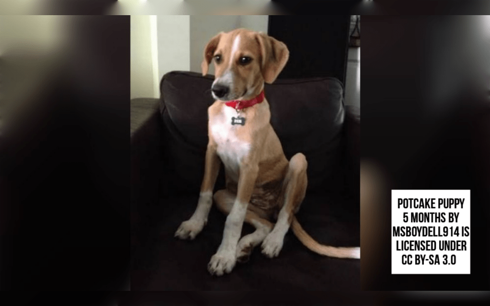 The feral dogs from the Caribbean islands are called Potcake. The Bahamas and the Turks and Caicos Islands are where the name first originated.