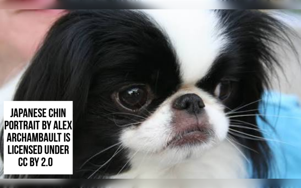 The Japanese Chin is a toy dog that stands out for its square body, short face, and plumed tail.Japanese chins have coats that are black and white, lemon and white, sable and white, red and white, or black, white, and tan.