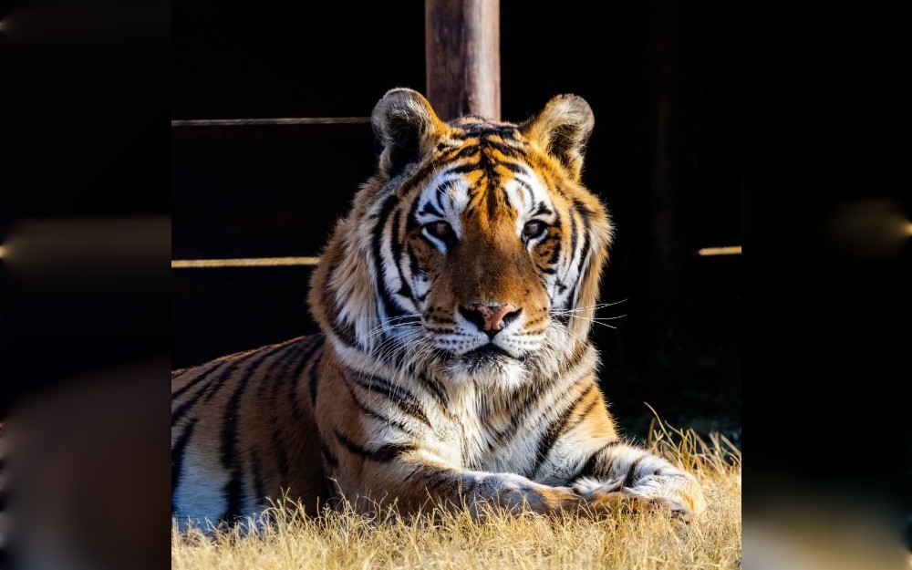 After being trapped in a train compartment in Argentina for more than 15 years before being saved and transported to South Africa, Sandro, a 21-year-old Bengal tiger, is currently the only survivor of the group once known as the "Train Tigers."