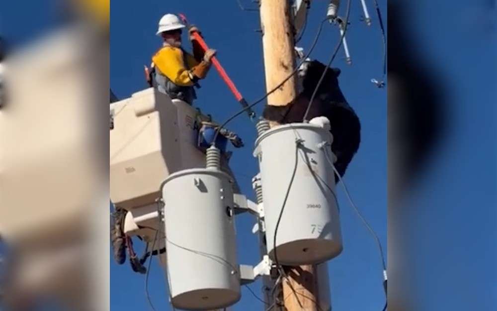 A bear was found on a power pole in Cochise County, Arizona, United States, was rescued by a lineman who poked the animal with a fiberglass stick.