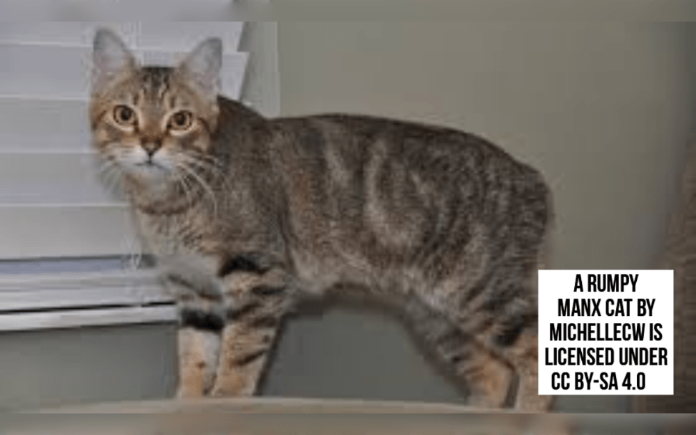 Manx an ancient tailless breed that orginated on the Isle of Man in the Irish Sea.But not all Manx cats are completely tailless.