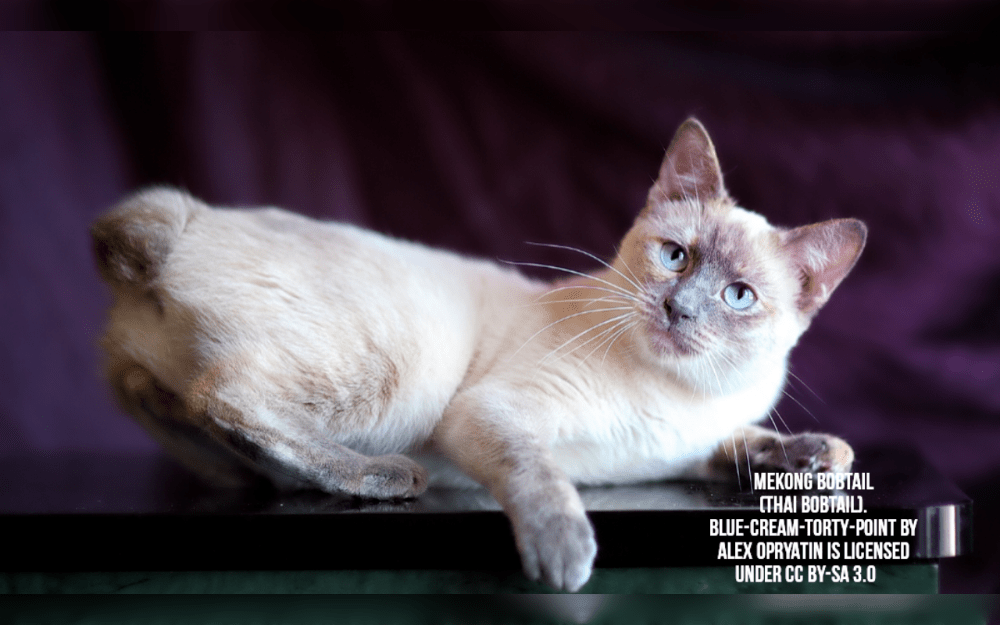 The Mekong Bobtail is a cat breed that originated in Southeast Asia.The first standard Mekong Bobtail was approved in Russia in late 1994.