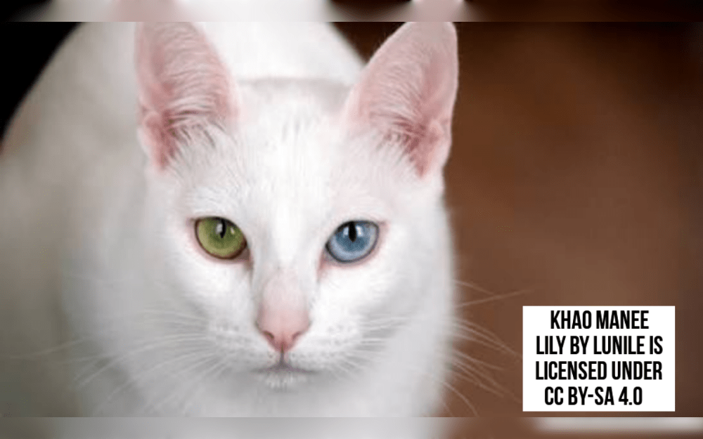 The diamond eye cat, also known as the Khao Manee cat breed, is an ancient cat breed that originated in Thailand.The name means to "white gem" in Thai. This cat breed is a stunning cat with different color eyes like bright blue, gold, or green eyes and snow-white fur.