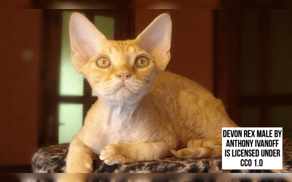 The Devon Rex is a medium-sized cat with a soft, curly coat and a slender, muscular body.They come in a range of colors, such as cream, white, black, tabby patterns, and more.
