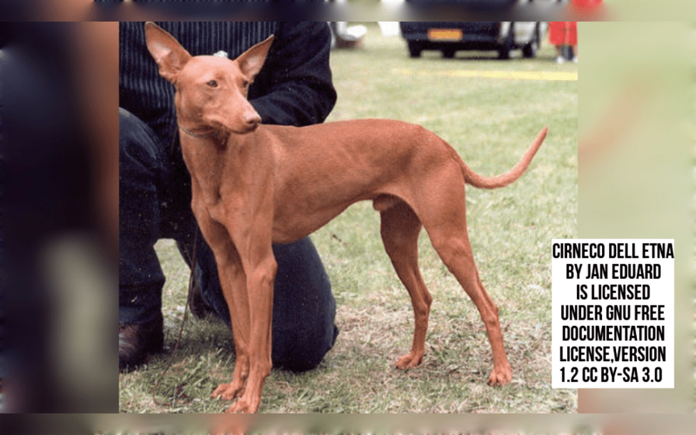 The Cirneco Dell'Etna is a midium sized slender hound dog with short or semi-long coats that lack feathers. It has a smooth, close coat, a fine head, and wide, upright ears, originated Mount Etna in Sicily, Italy.