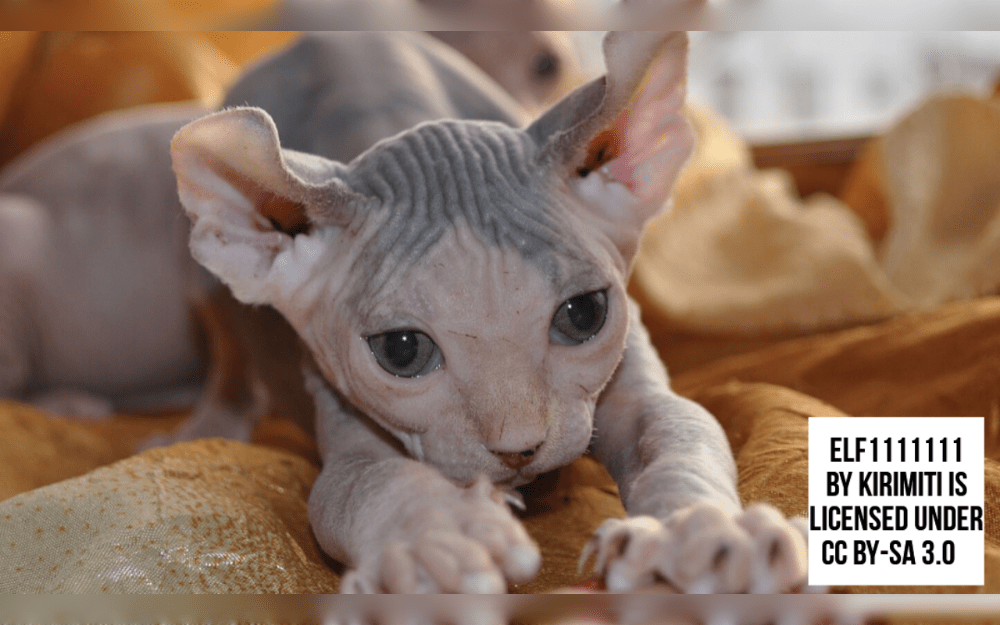 One of the rarest and youngest cat breeds in the world, Elf is hairless and has curling ear tips. These cats are slender, with long, necks and long limbs.