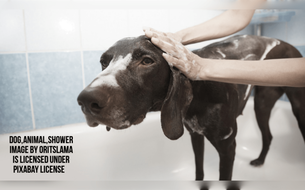 For a dog's overall health and wellbeing, grooming is essential.Some large breeds have thick coats that, if neglected, have moisture, filth, and parasites.